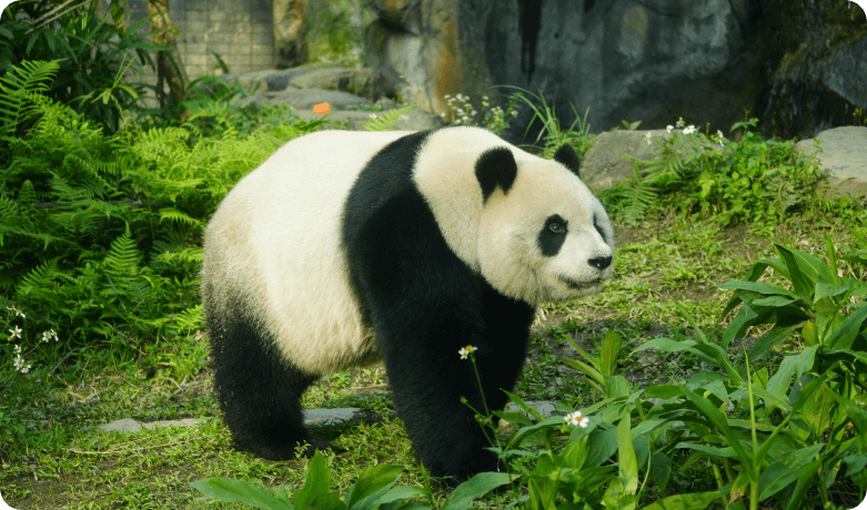 Chengdu