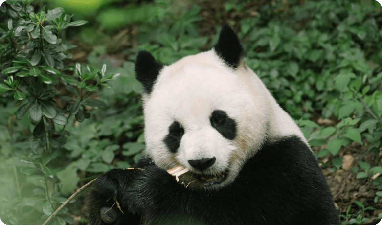 Chengdu