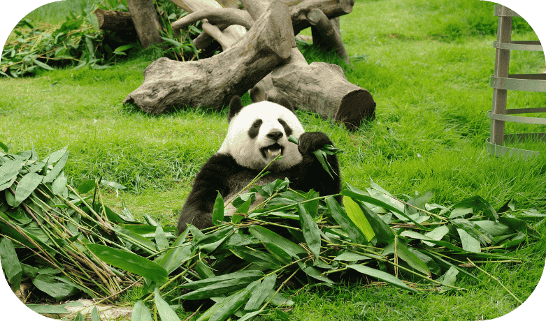 Immersive Panda Eco-Experience