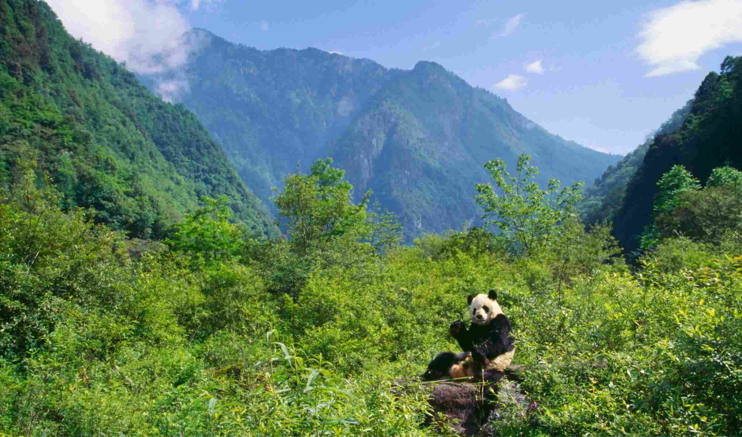 卧龙国家级自然保护区