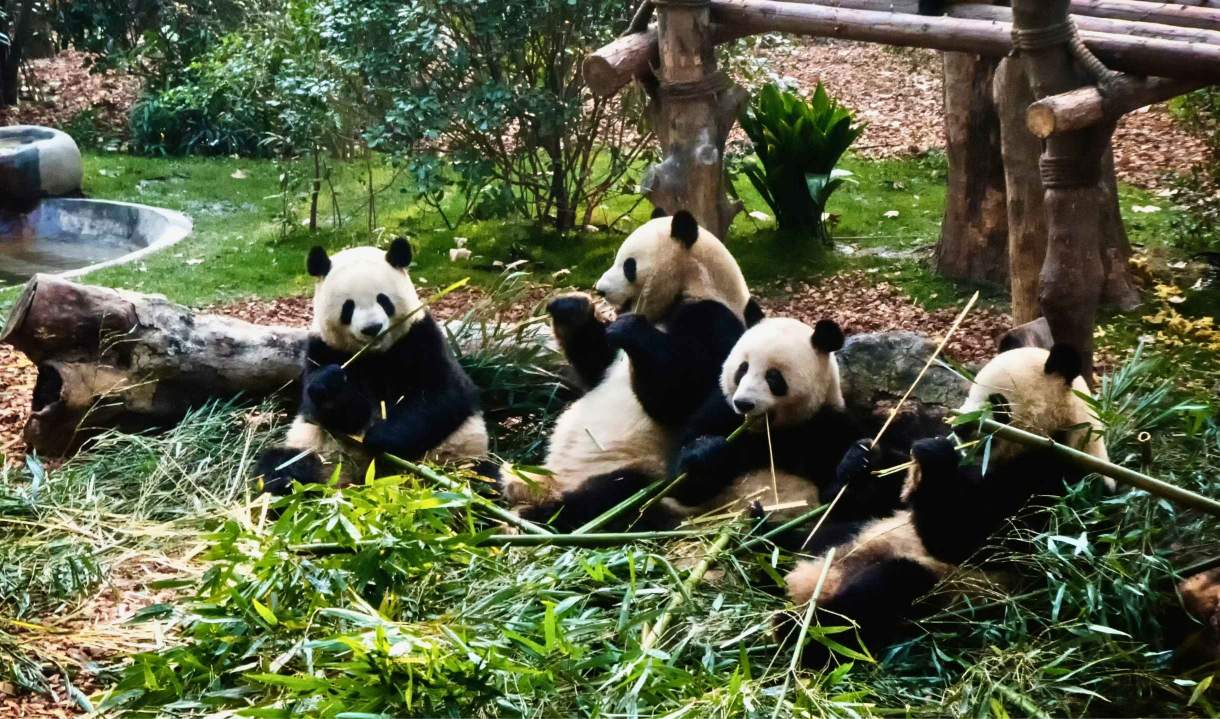 四川大熊猫栖息地首图