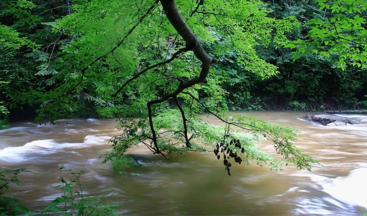 地下森林（谷底森林）